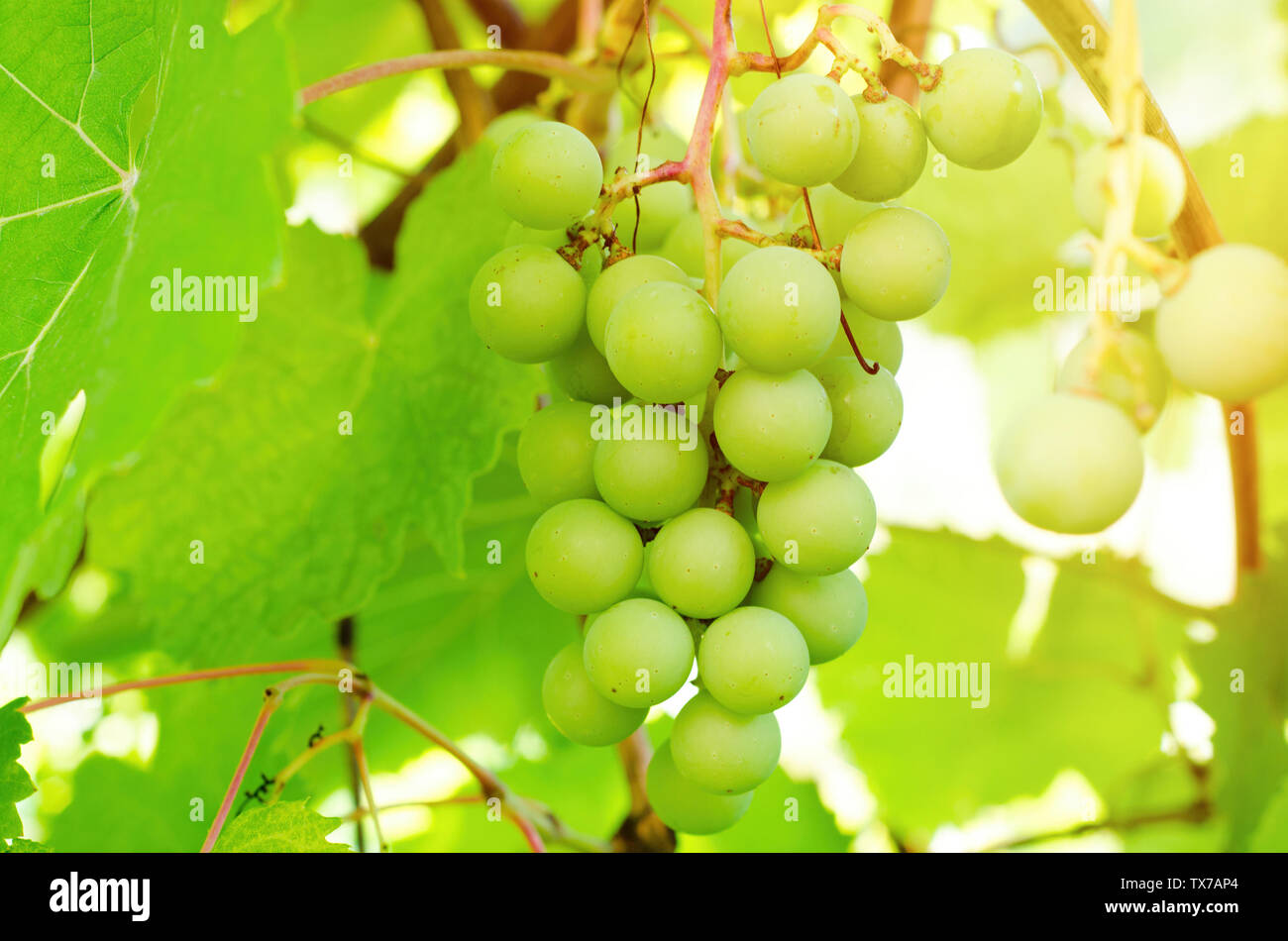 green vine branch at the rural farm Stock Photo Alamy