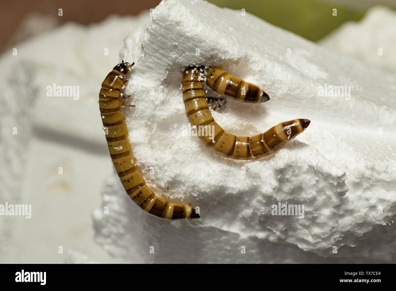 Darkling Beetle larva. Zophobas morio, feeding on polystyrene. UK Stock