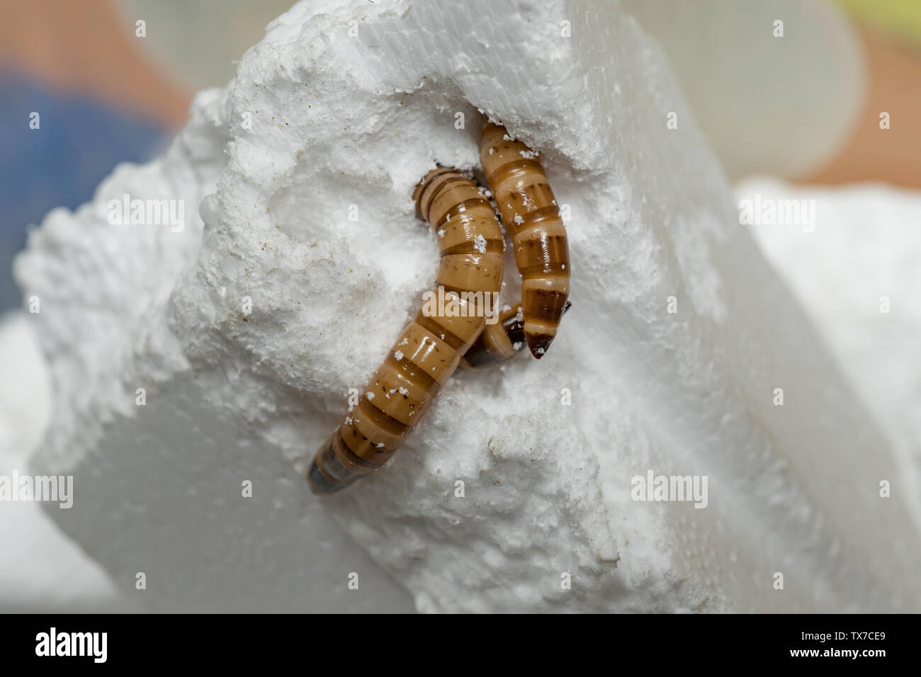 Polystyrene hires stock photography and images Alamy