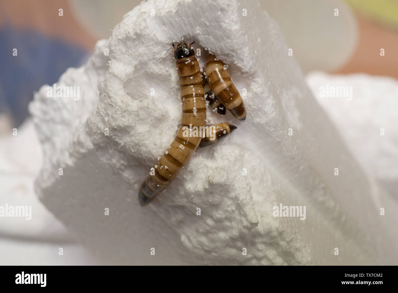 Digesting plastic hires stock photography and images Alamy