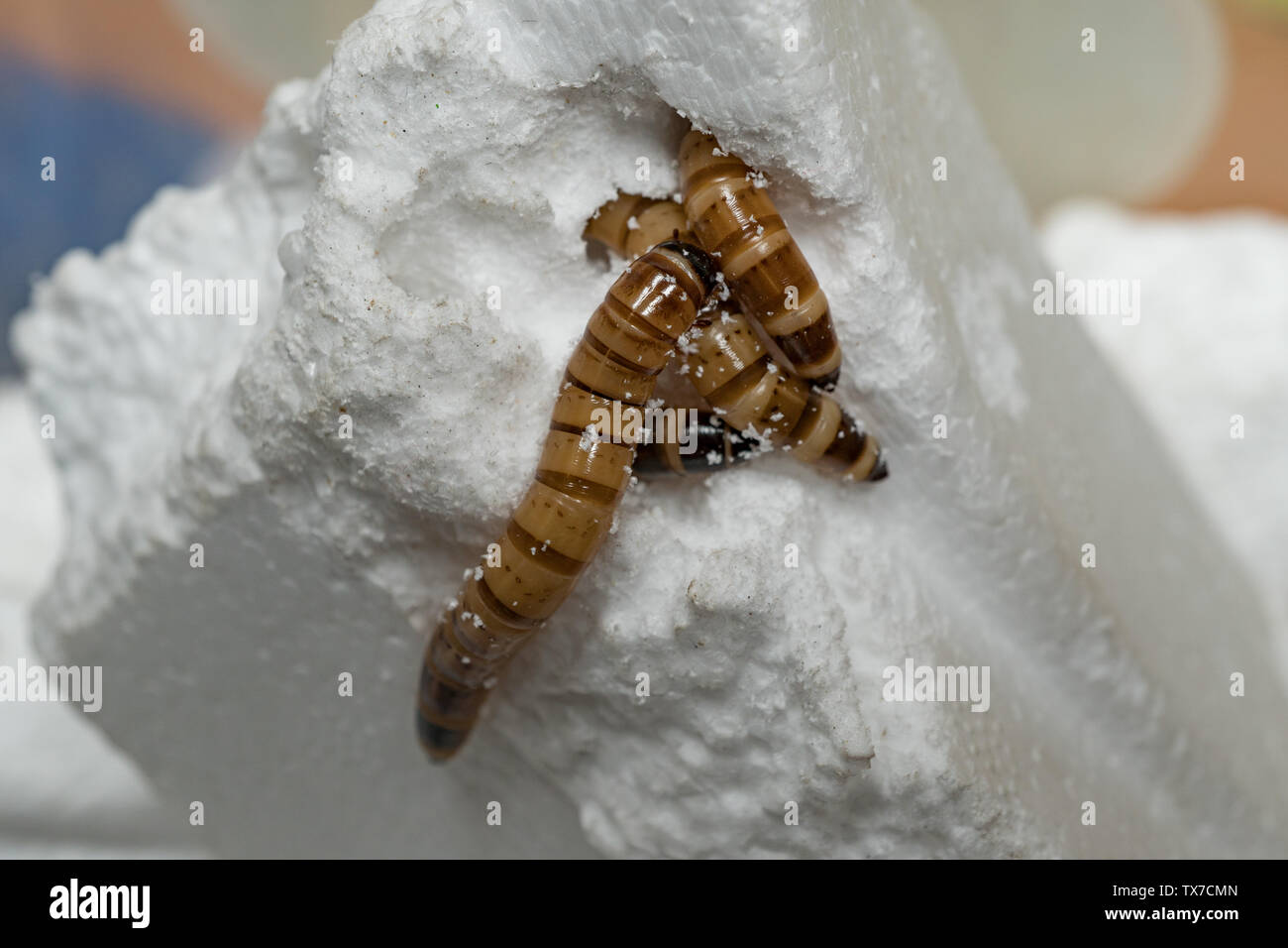 Darkling Beetle larva. Zophobas morio, feeding on polystyrene. UK Stock Photo