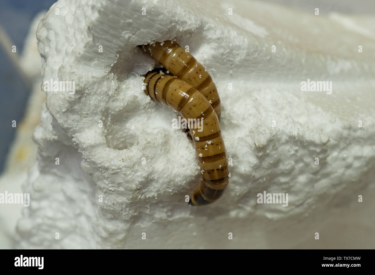 Darkling Beetle larva. Zophobas morio, feeding on polystyrene. UK Stock