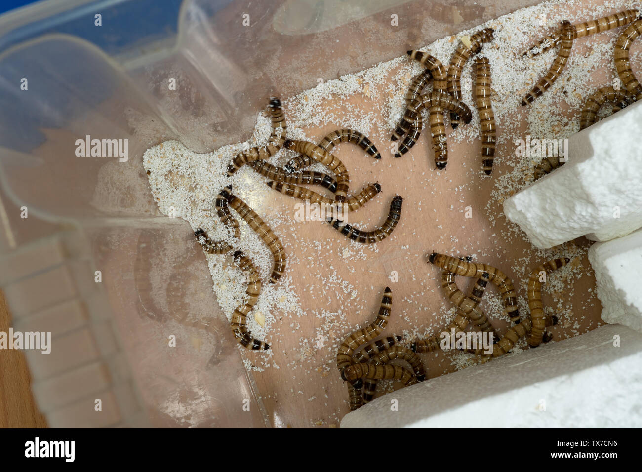 Darkling Beetle larva. Zophobas morio, feeding on polystyrene with