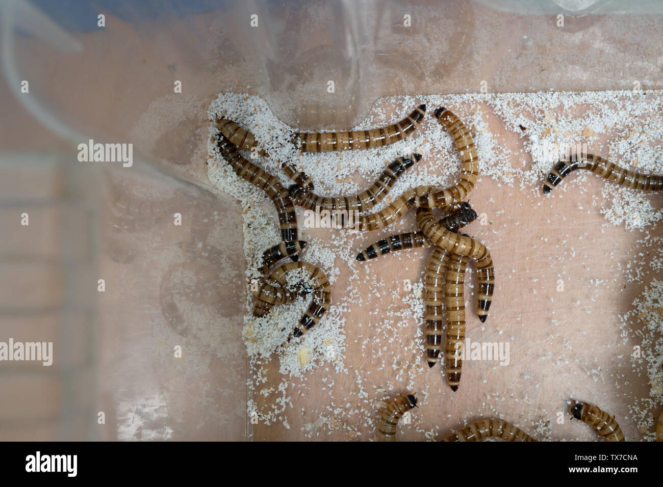 Darkling Beetle larva. Zophobas morio, feeding on polystyrene with their dropping at bottom of