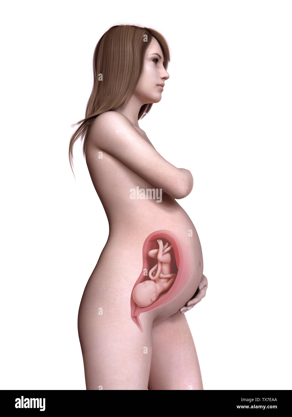3d rendered medically accurate illustration of a pregnant women week 31 Stock Photo photo