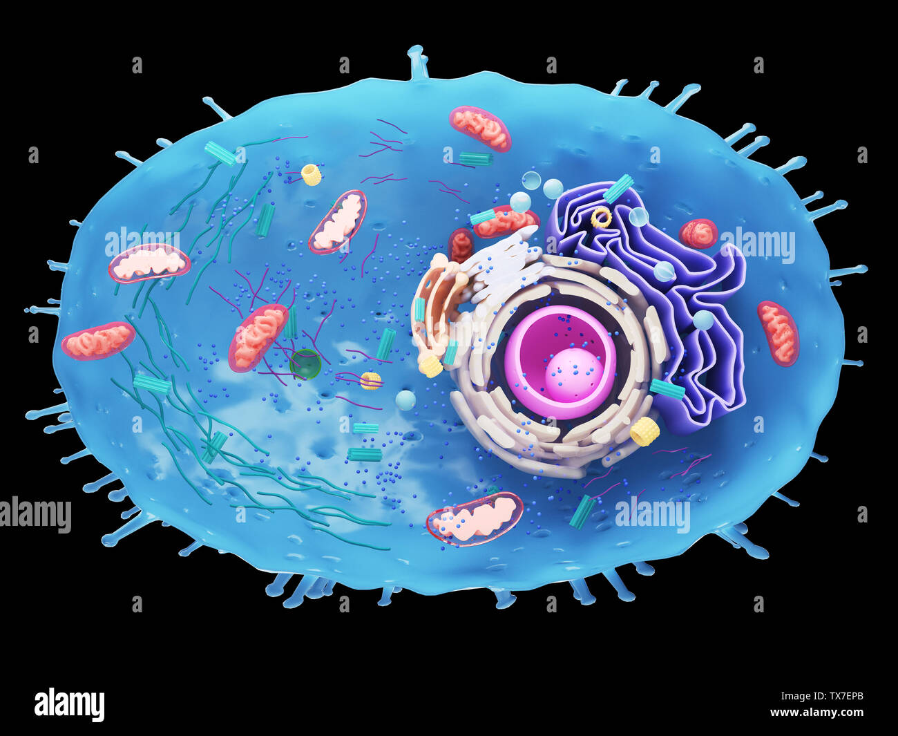 3d rendered illustration of a human cell cross-section Stock Photo