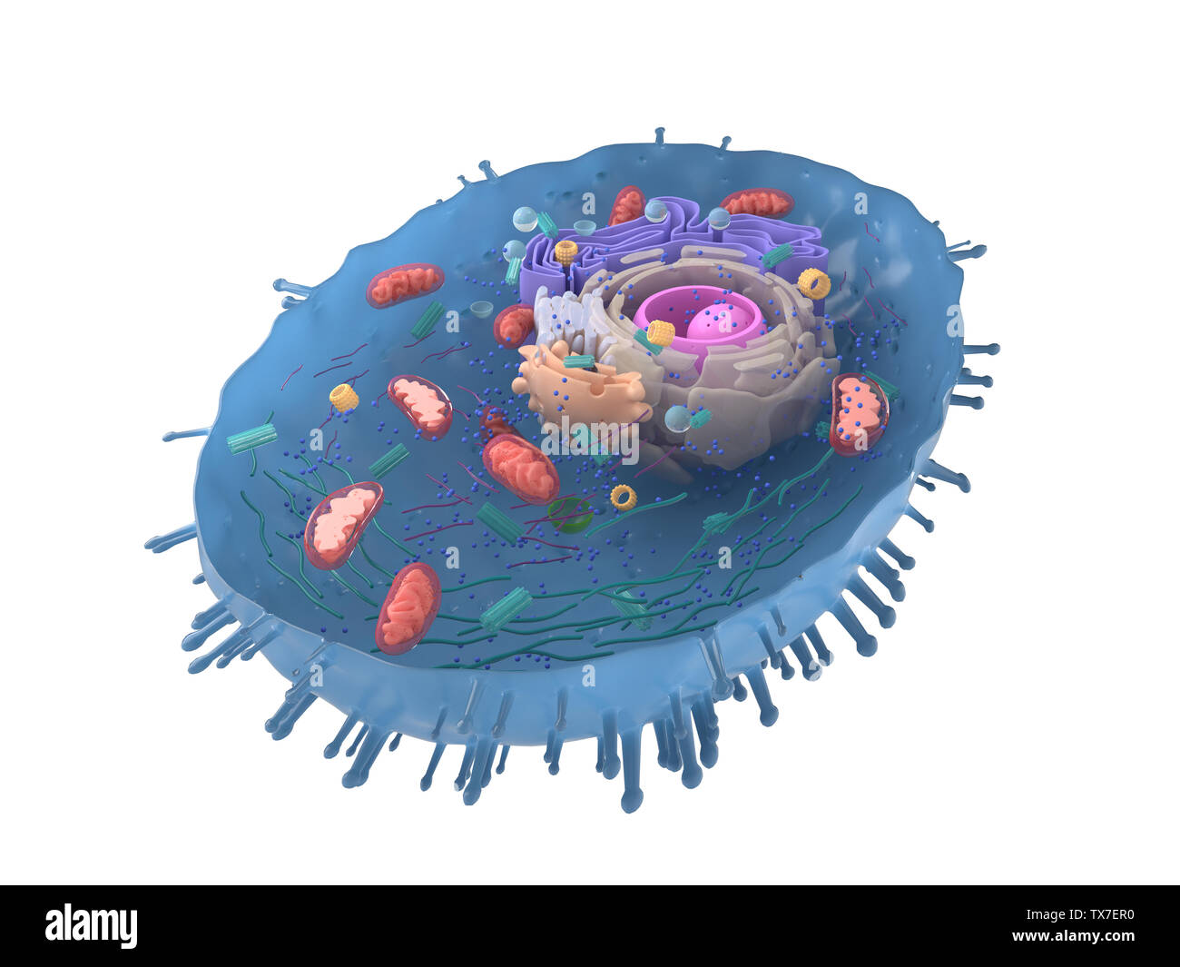3d rendered illustration of a human cell cross-section Stock Photo