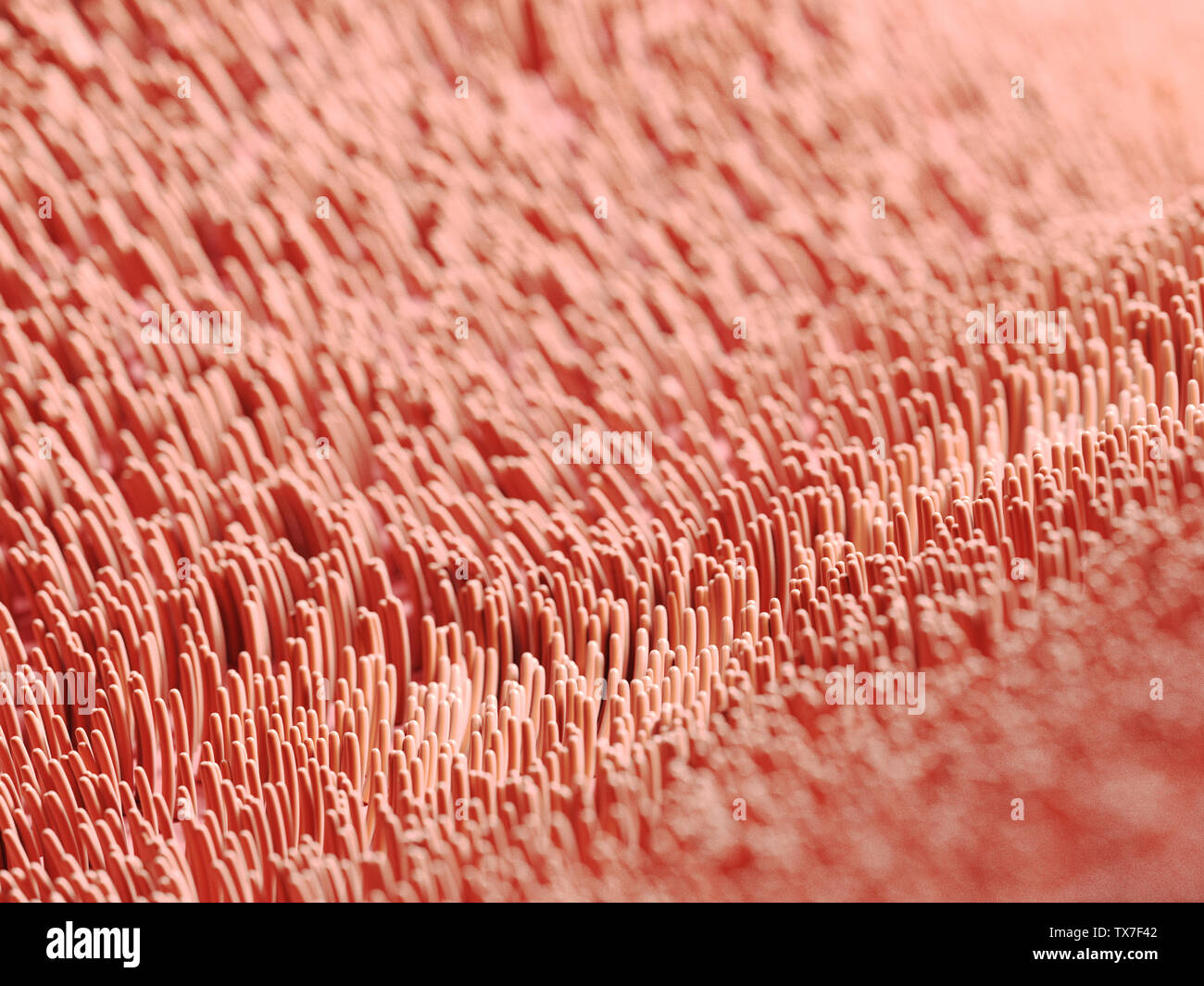 3d rendered illustration of human cilia Stock Photo