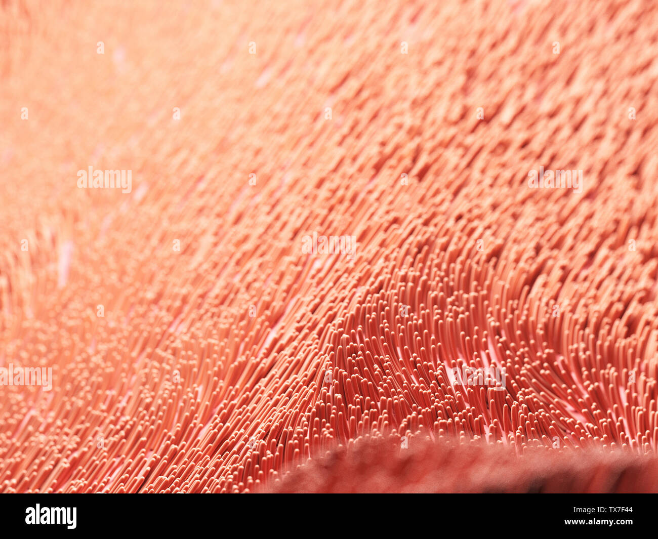 3d rendered illustration of human cilia Stock Photo