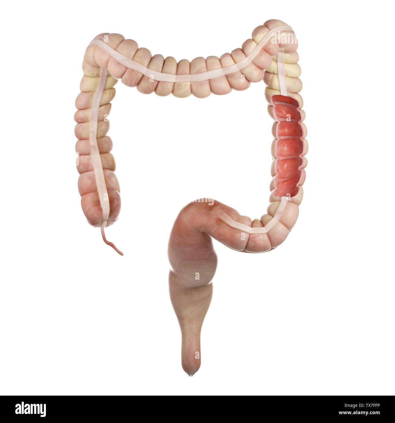 Plica Semilunaris Colon