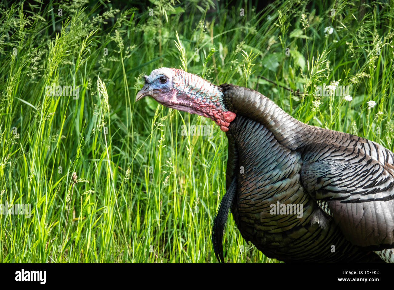 Male Widl Turkey Gobbling In A Spring Green Grassy Field Stock Photo