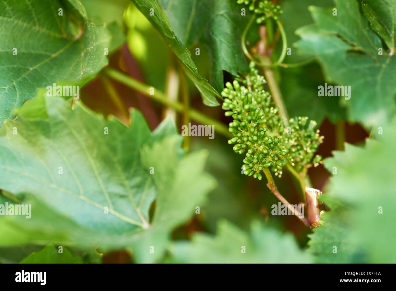 Grape Inflorescence Position Grape Like Inflorescence High Resolution Stock Photography and Images ...