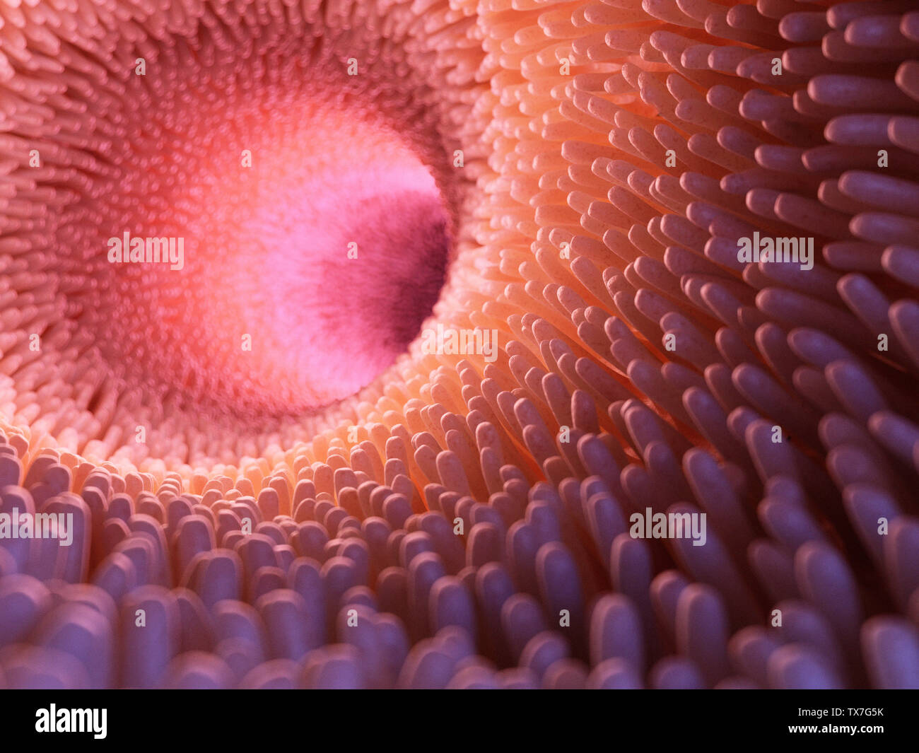 3d rendered medically accurate illustration of intestinal villi Stock Photo