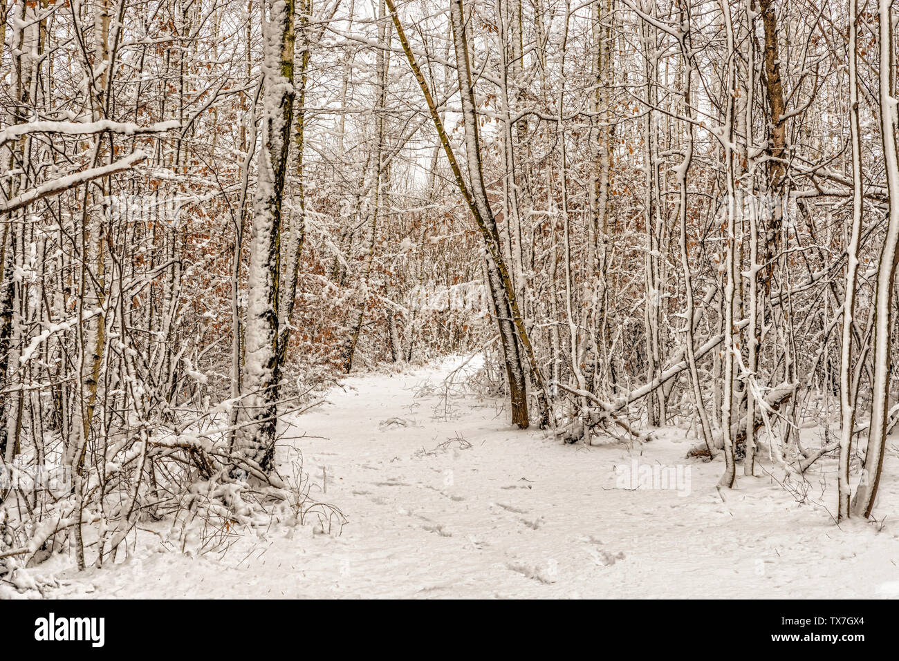 Beautiful winter landscape in the snowy forest, a trip to the south Poland in January. Stock Photo
