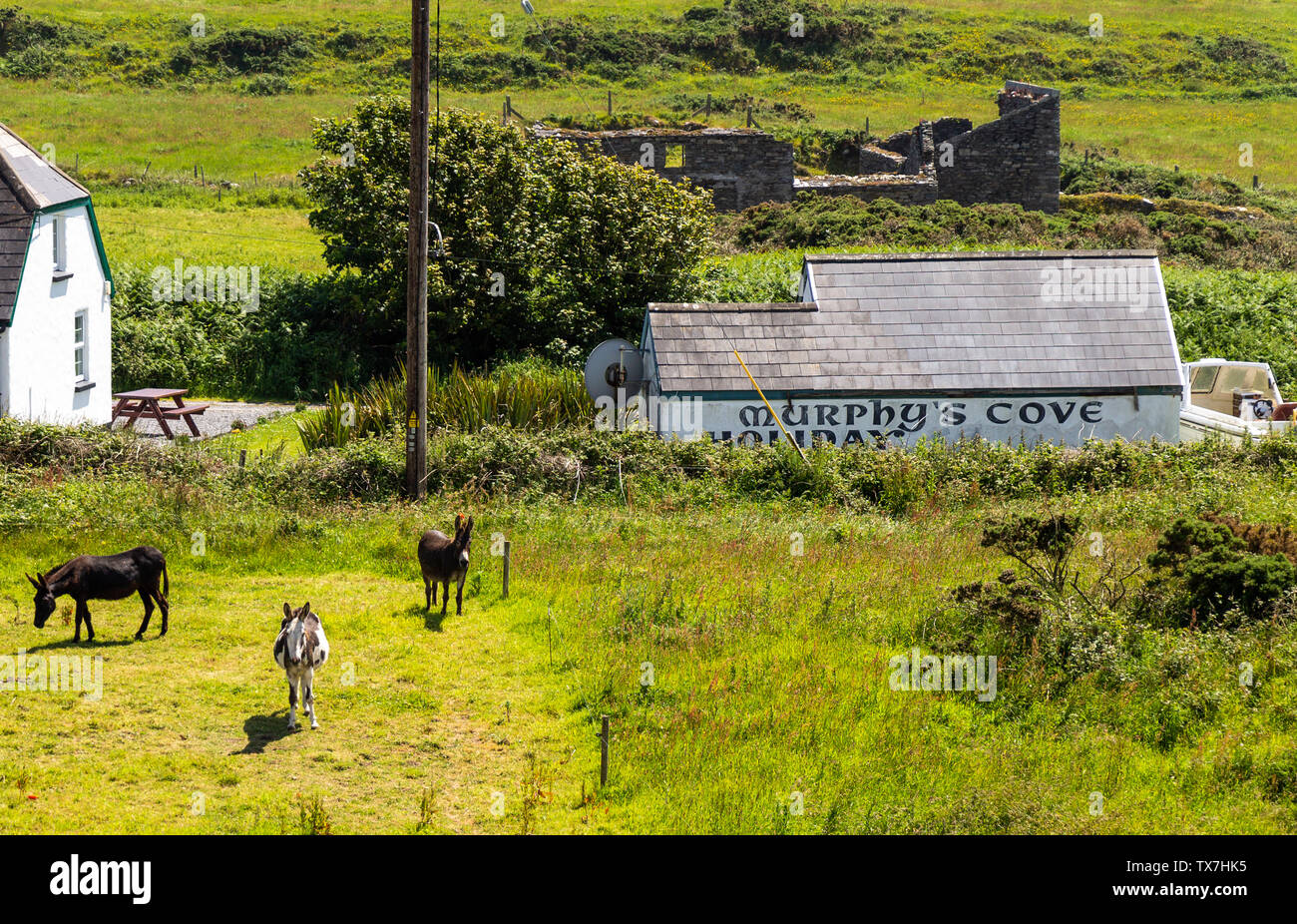 3 donkeys in a field next to a holiday cottage Stock Photo