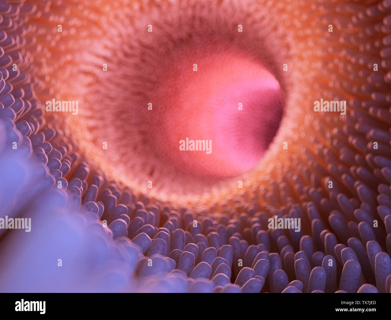 3d rendered medically accurate illustration of intestinal villi Stock Photo