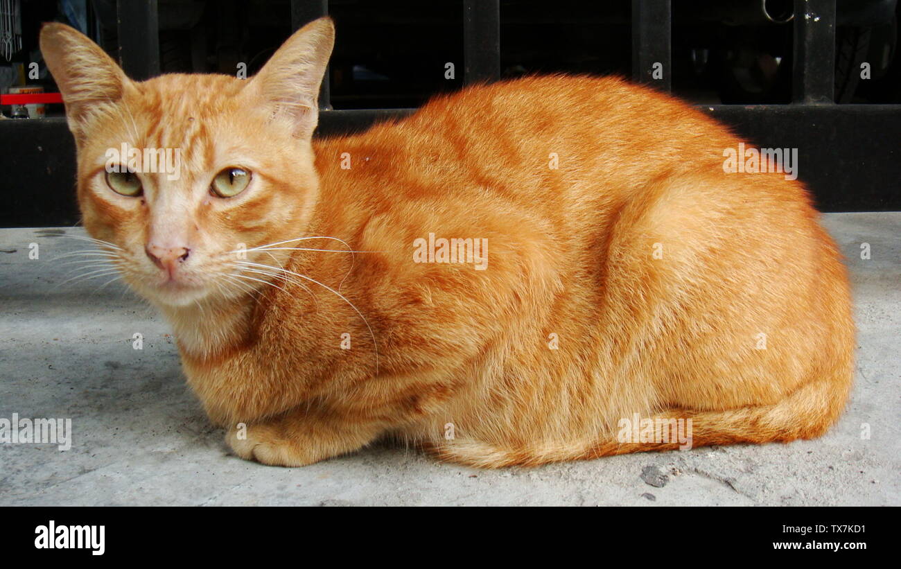 Kucing belang jingga orange mackerel tabby cat hires stock photography