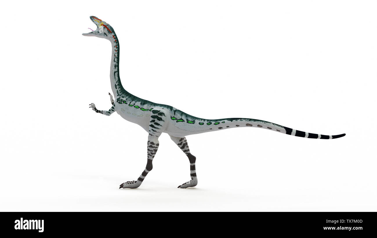 3d rendered illustration of a Coelophysis Stock Photo