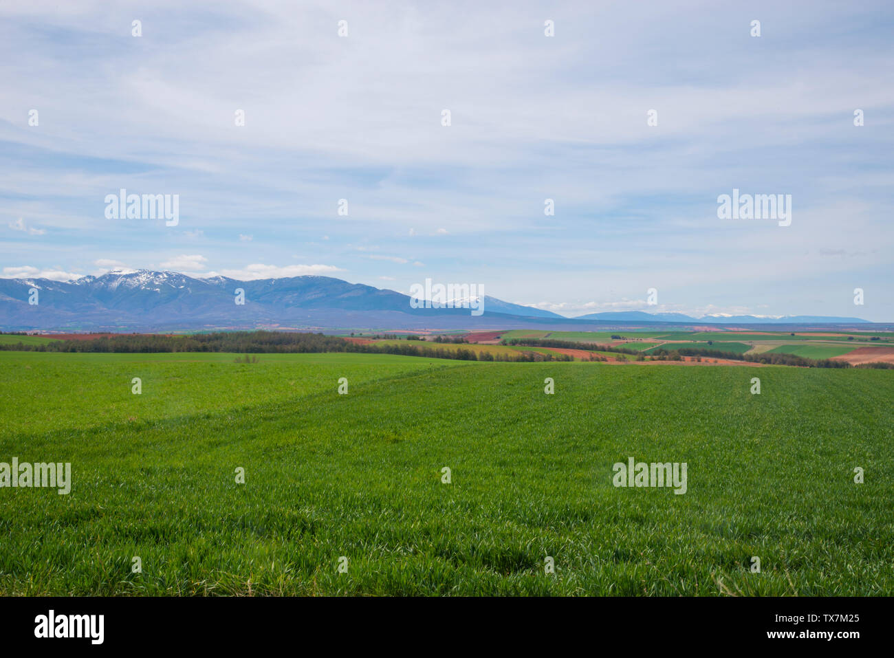 Campo de cultivo de cereales hi-res stock photography and images - Alamy