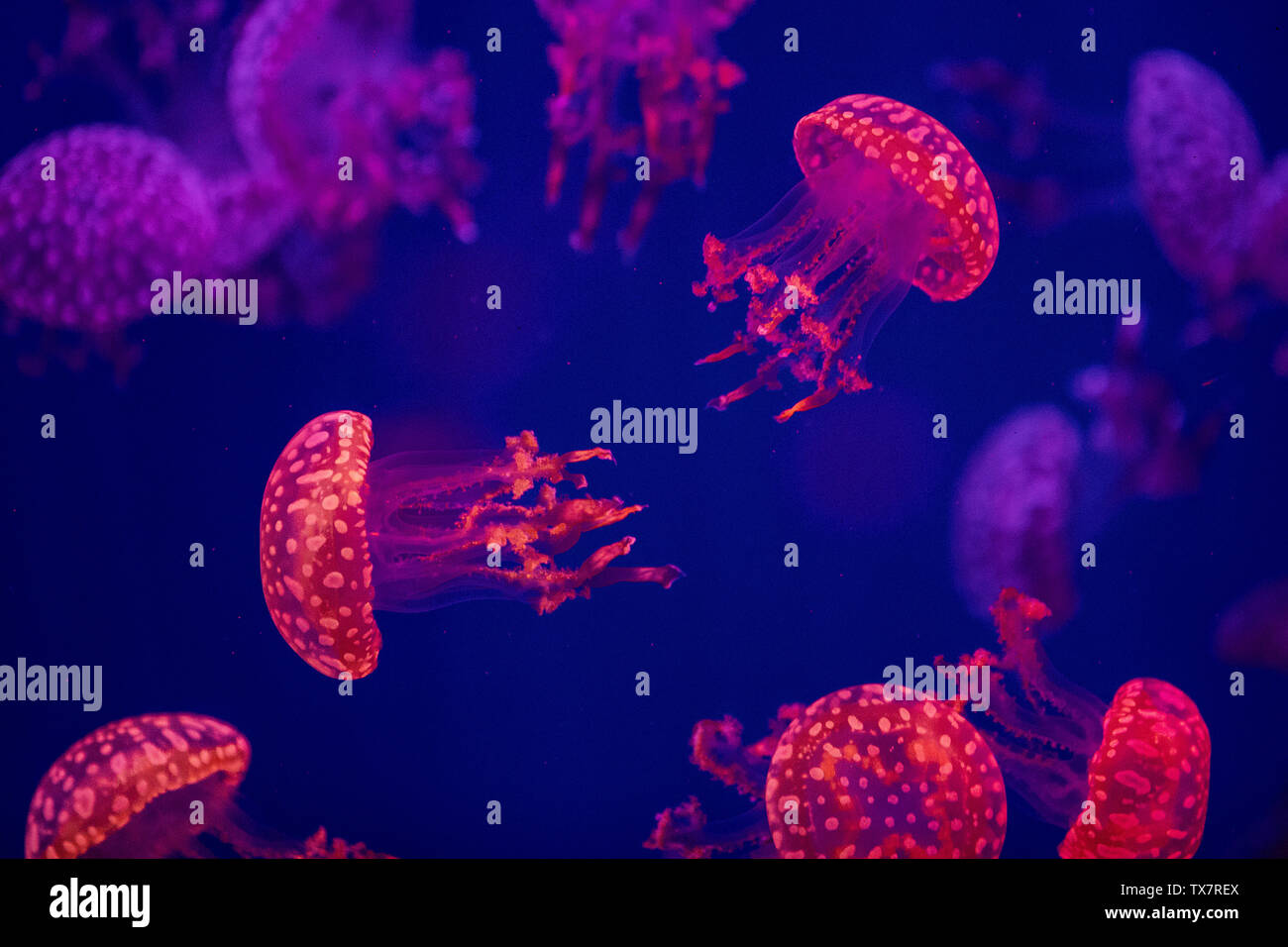 Dream Jellyfish 6 (The jellyfish photographed in Haichang Ocean Park in