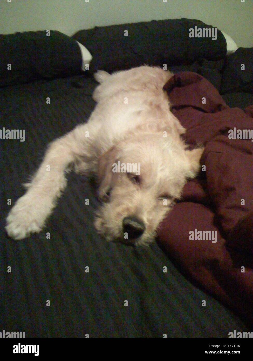 Labradoodle sleeping hires stock photography and images Alamy
