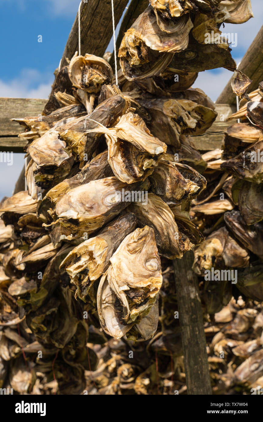 Stockfish, Norway - Stock Image - C009/7686 - Science Photo Library
