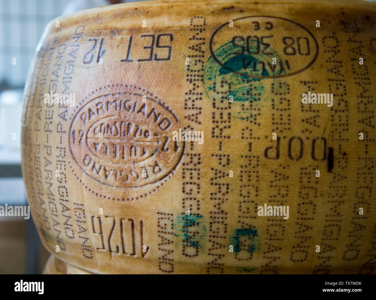 Parmesan cheese making in a small dairy in the Modena hills, a whole