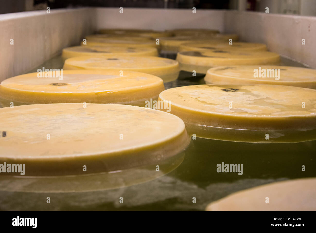 Parmesan cheese making in a small dairy in the Modena hills, the