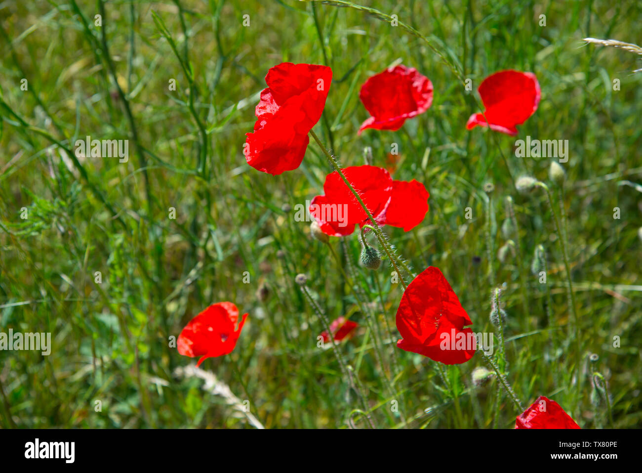 Poppy red fondo hi-res stock photography and images - Alamy