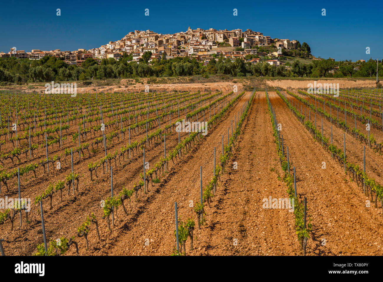Vineyard, hilltown of Horta de San Juan, Terra Alta (Castellania) wine region, Catalonia, Spain Stock Photo