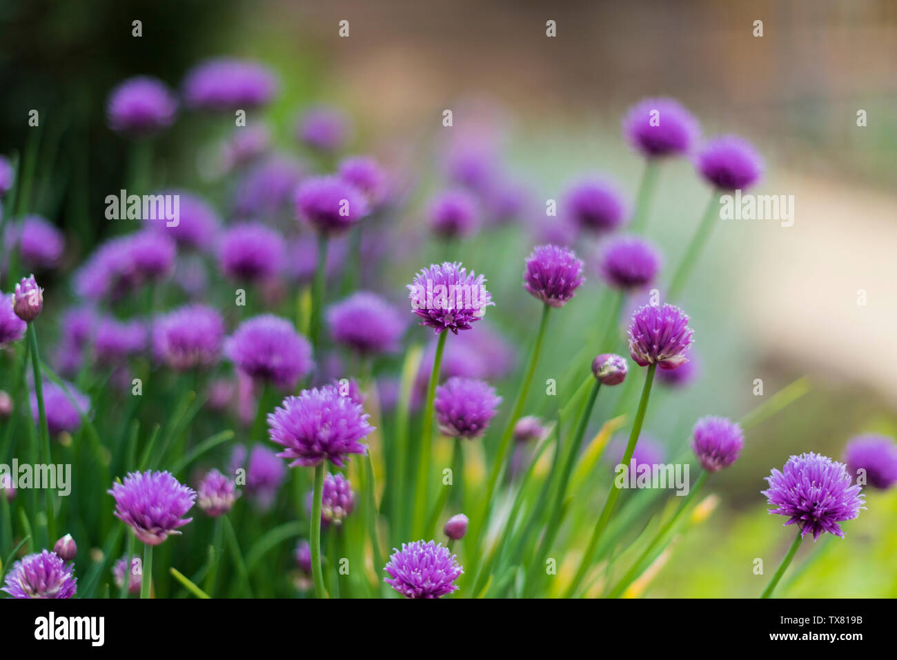 Patch of flowering chives in a kitchen garden, shallow depth of field Stock Photo