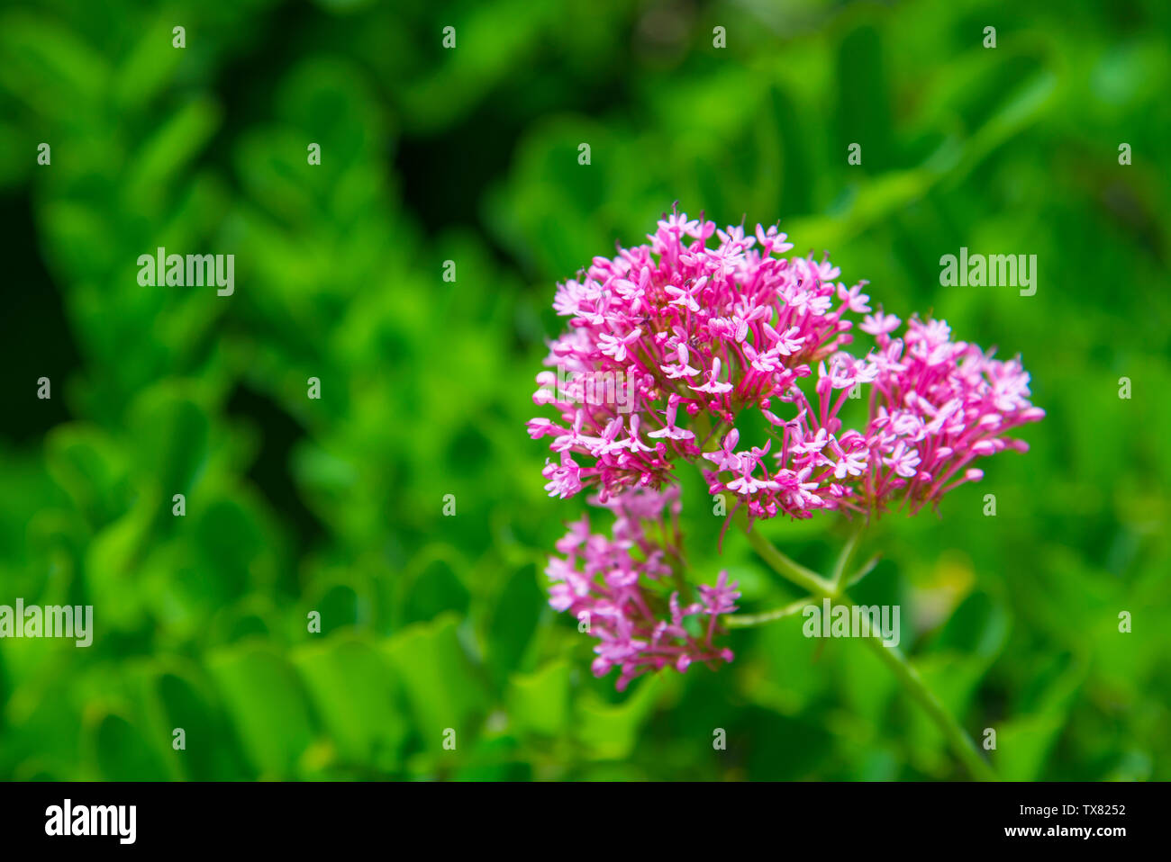 Pink wild flowers hi-res stock photography and images - Alamy