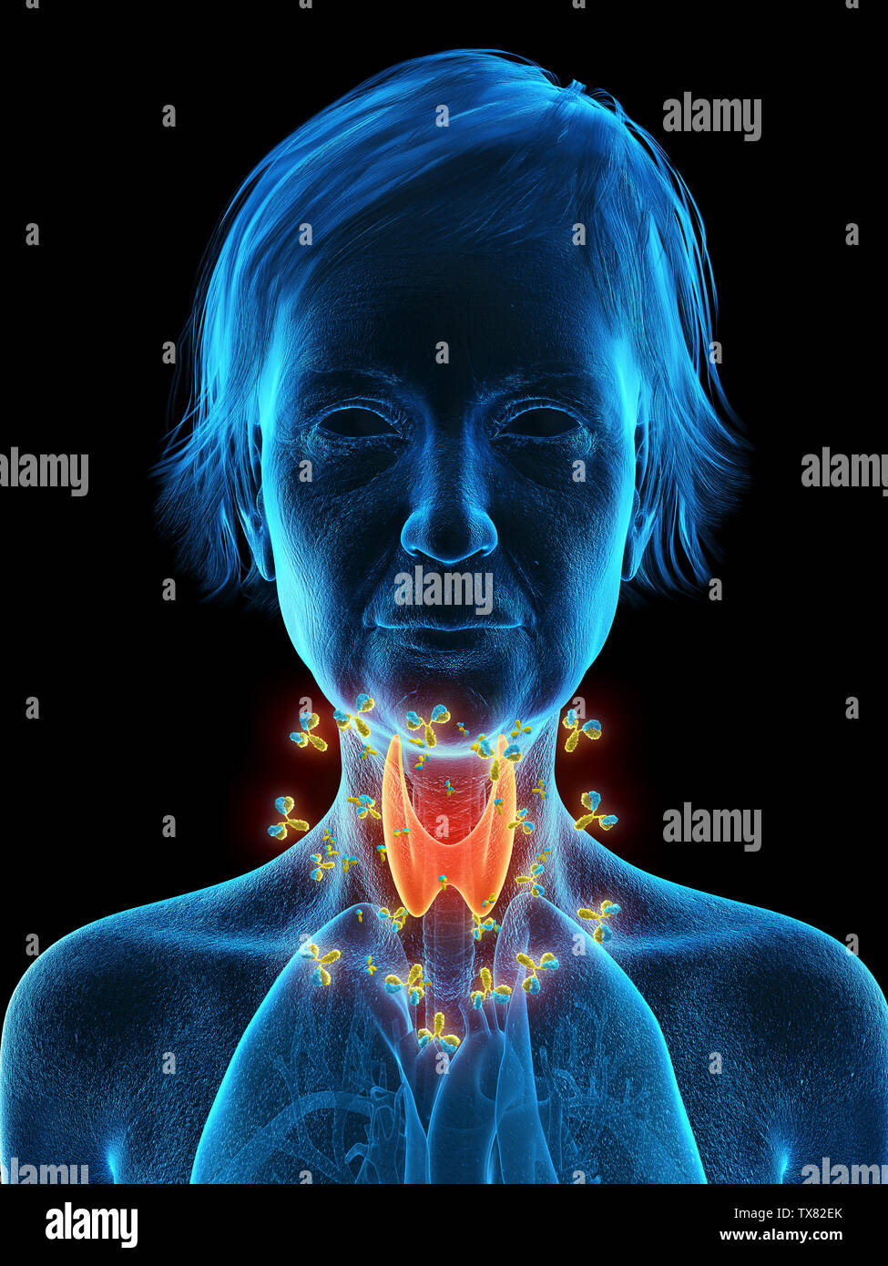 3d rendered medically accurate illustration of an elder females thyroid