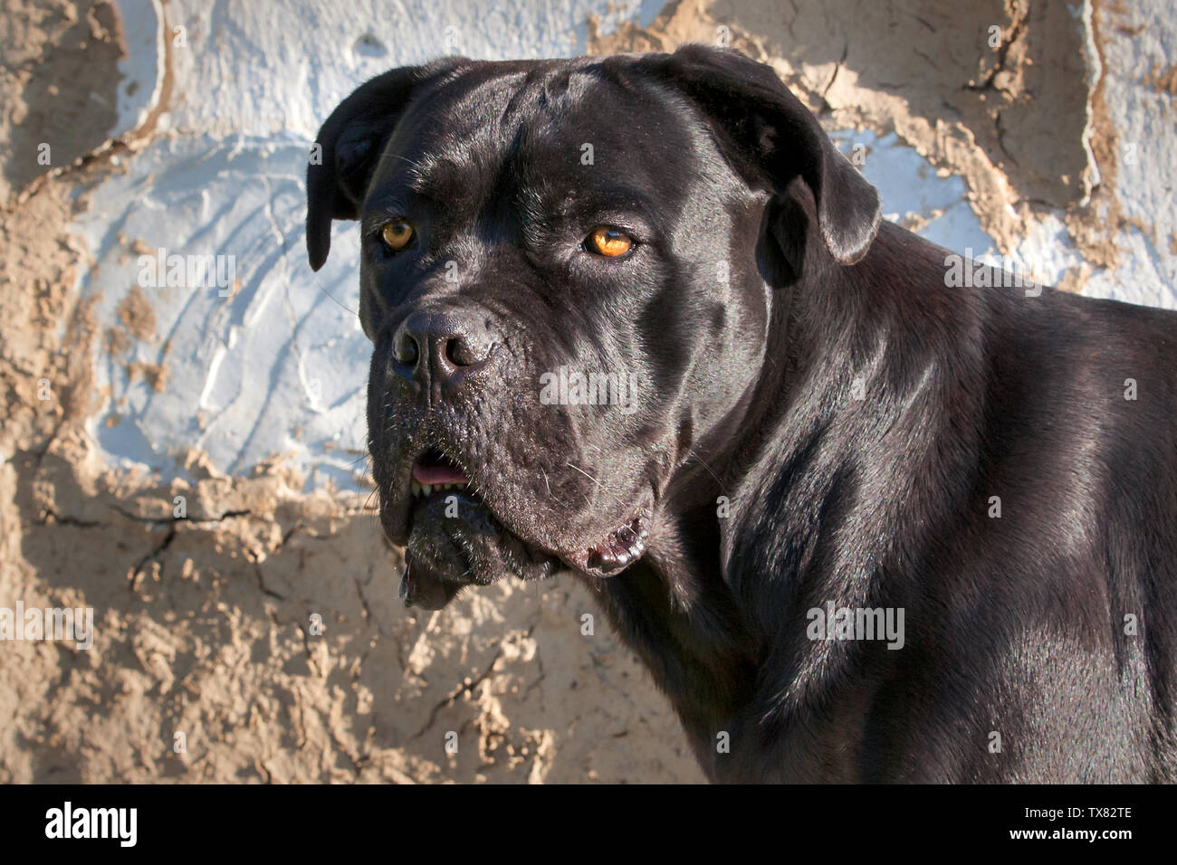 Female Cane Corso Stock Photos Female Cane Corso Stock