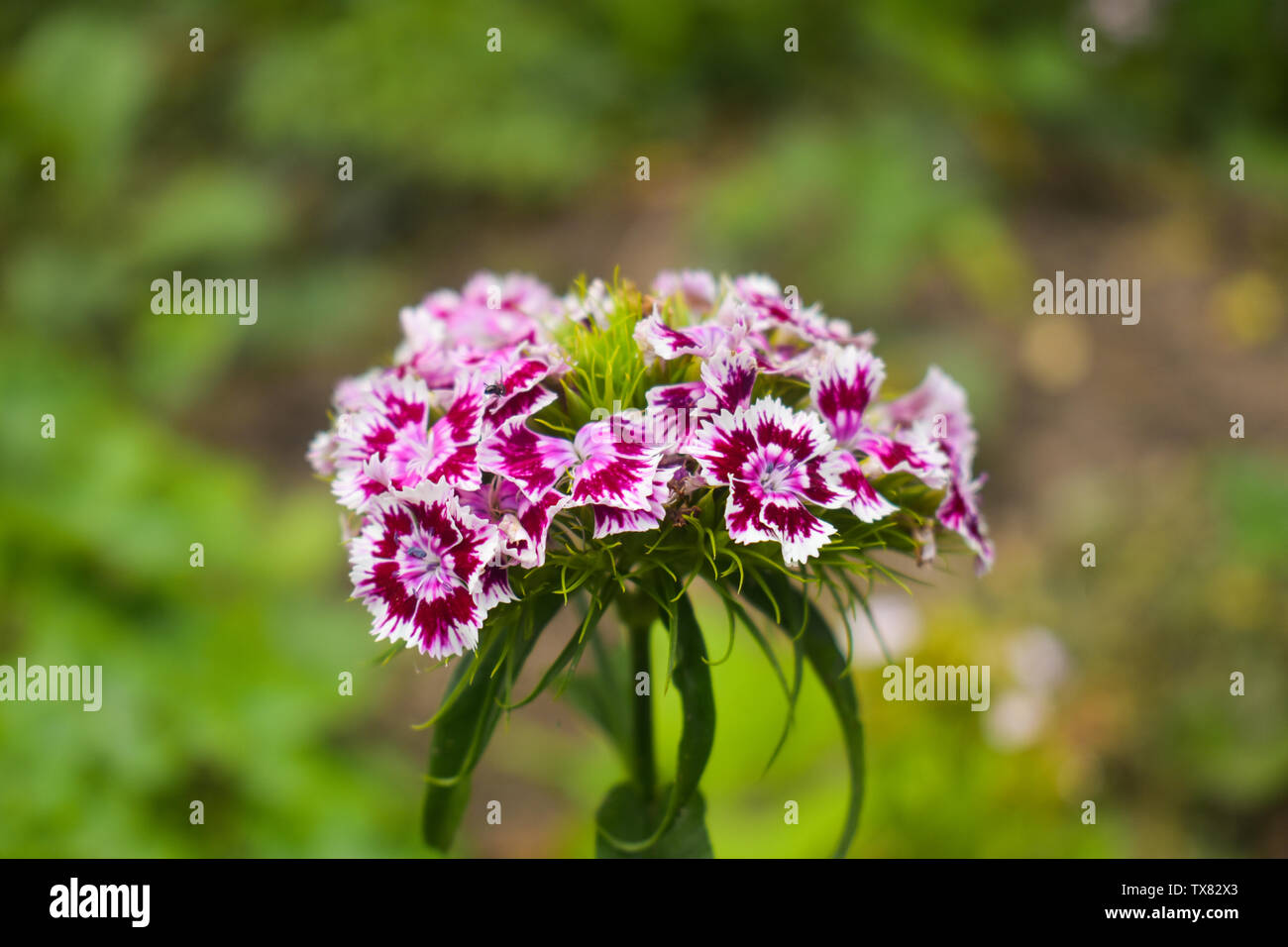 Dianthus barbatus, sweet William,[9] is a species of flowering