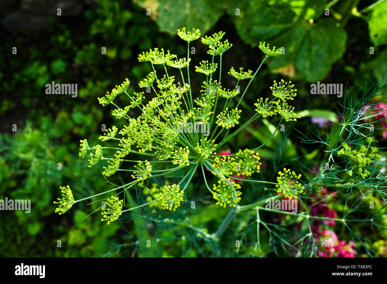 Dill (Anethum graveolens) is an annual herb in the celery family Apiaceae. Background with dill umbrella closeup. Garden plant. Fragrant dill on the g Stock Photo