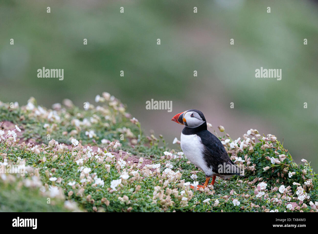 A puffs stands on a cliff edge amongst sea campion flowers Skokholm Island Pembrokeshire Wales UK Stock Photo