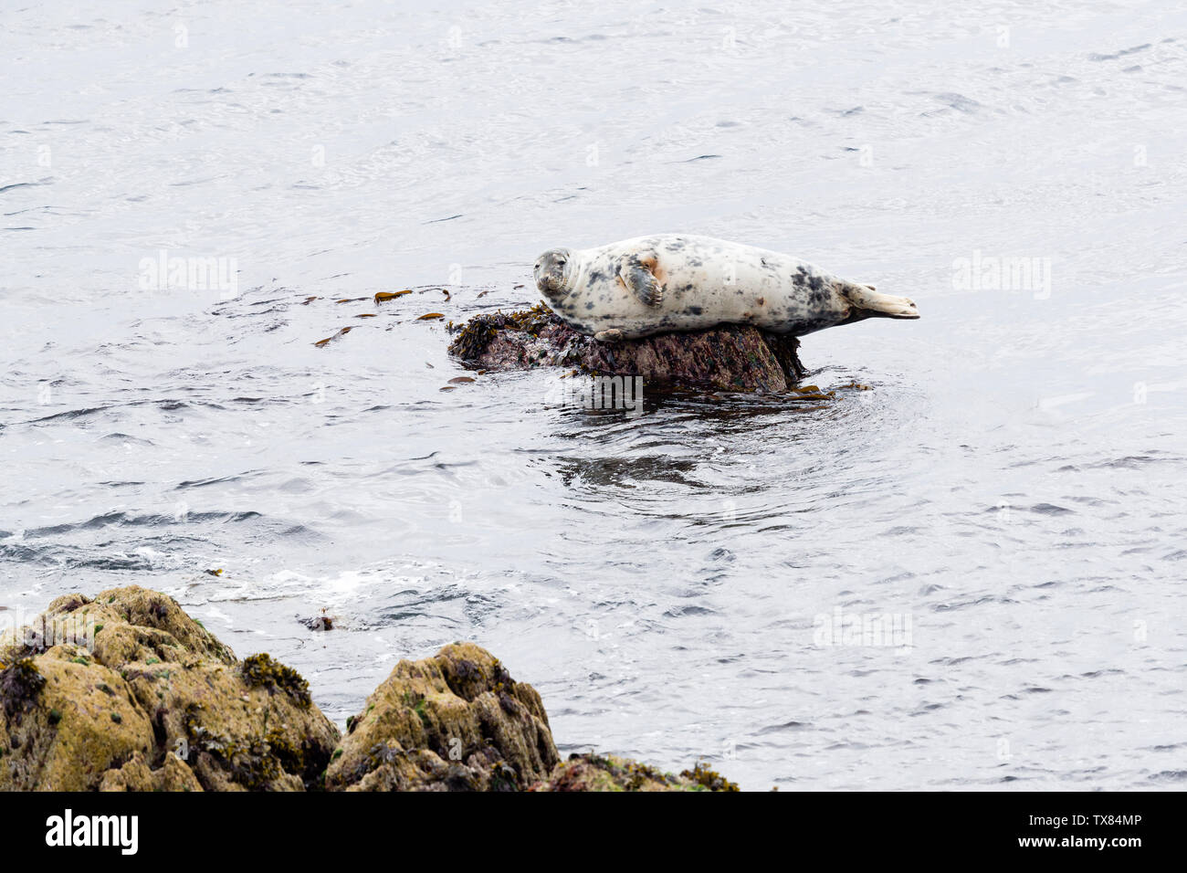 A grey seal (Halichoerus grypus) sits on a rock in the harbour at Skokholm Island Pembrokeshire Wales UK Stock Photo