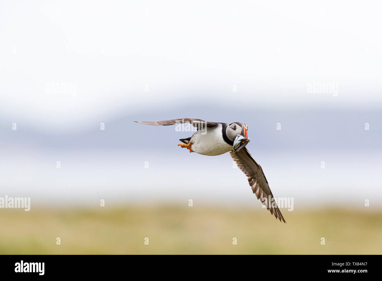 A puffin (Fratercula actica) in flight carrying sandeels; Skokholm Island Pembrokeshire Wales UK Stock Photo