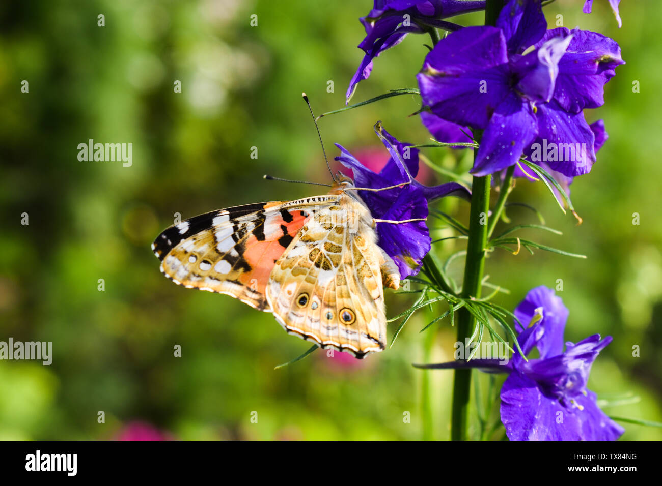 Danaus genutia, the common tiger sitting on the flower in the garden. Close-up macro styled stock photography of colorful butterfly on blooming flower Stock Photo
