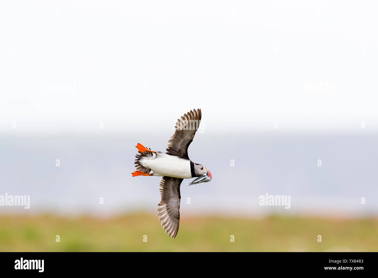A puffin (Fratercula actica) in flight carrying sandeels; Skokholm Island Pembrokeshire Wales UK Stock Photo