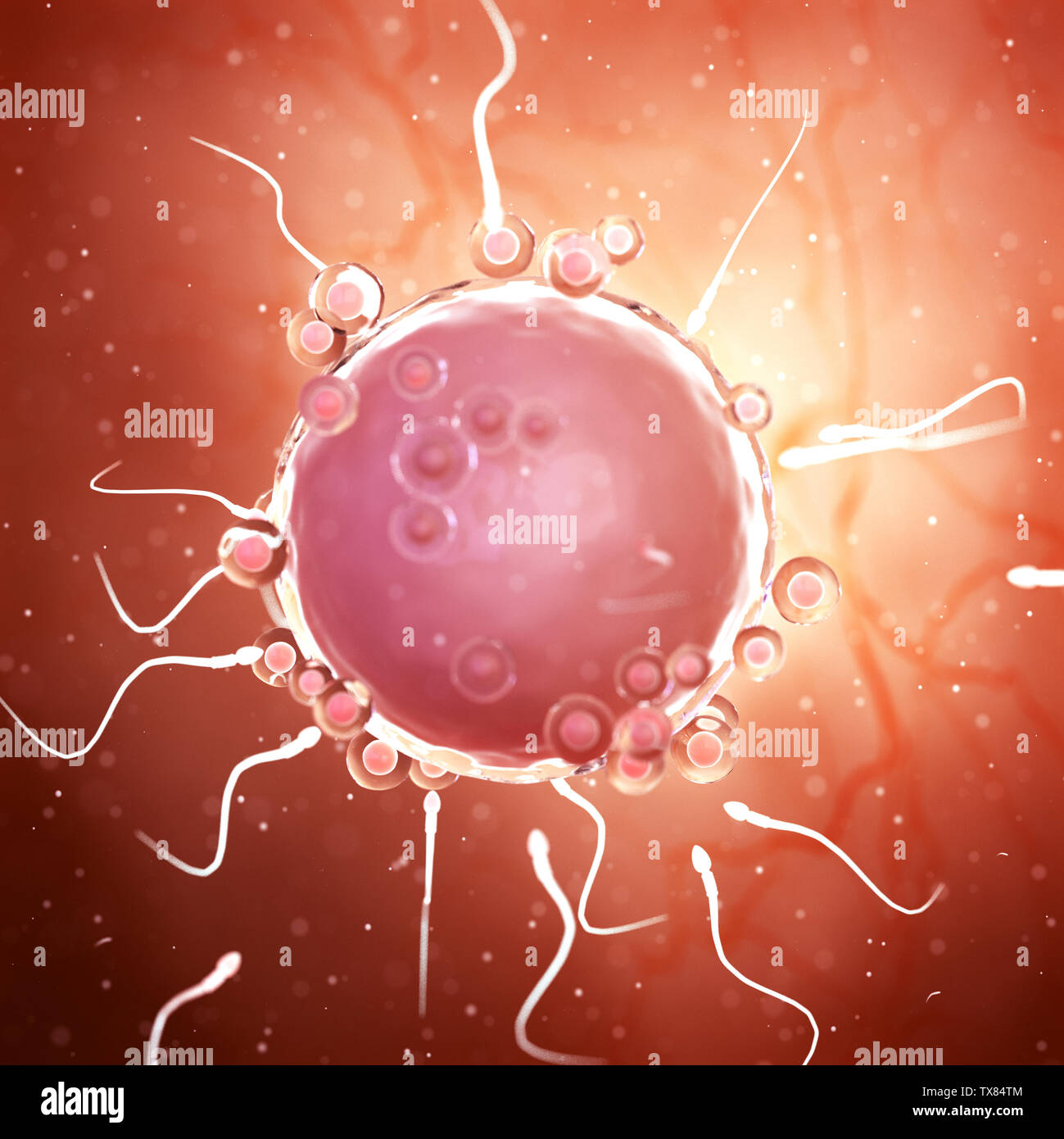 3d rendered medically accurate illustration of sperms around an egg