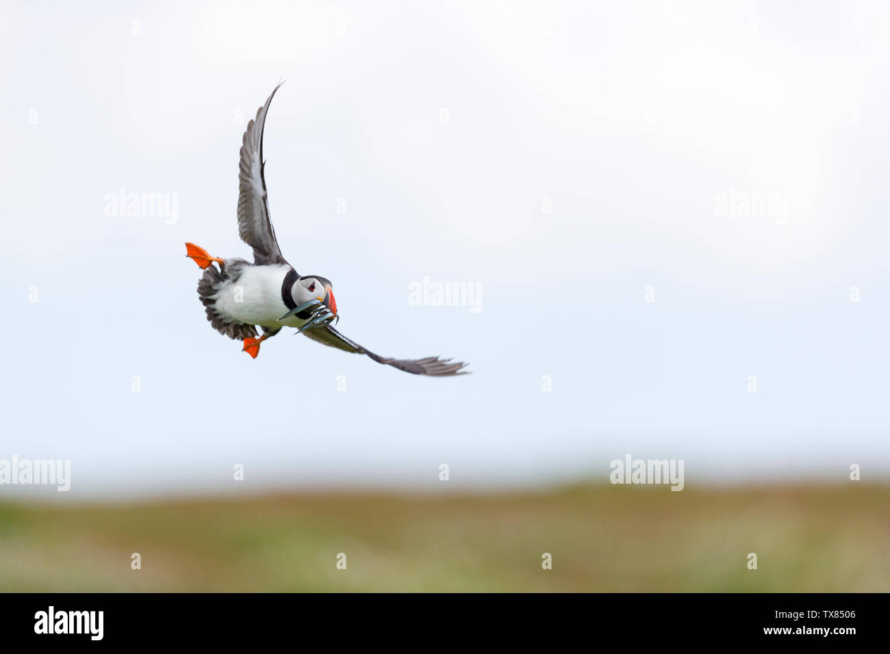 A puffin (Fratercula actica) in flight carrying sandeels; Skokholm Island Pembrokeshire Wales UK Stock Photo