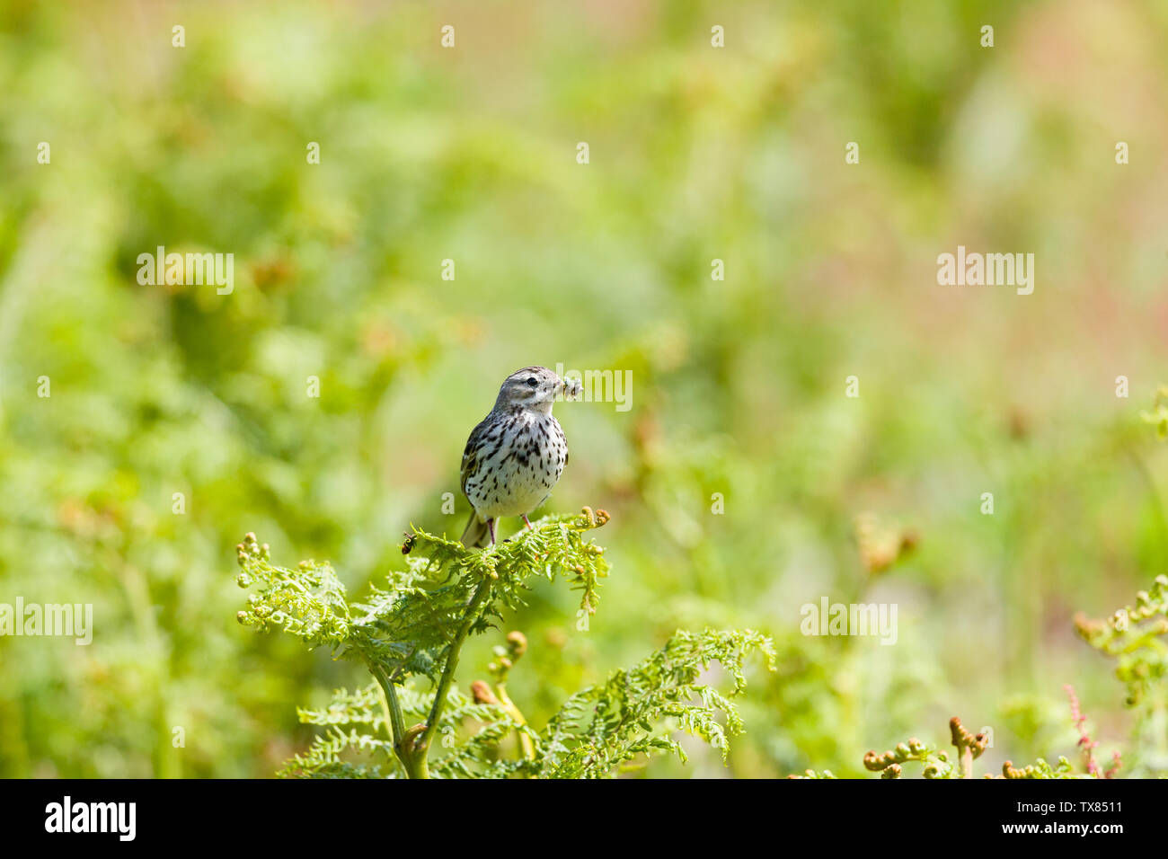 A meadow pipit (Anthus praytensis) walks on a grassy slope on the cliffs of Skokholm Island Pembrokeshire Wales UK Stock Photo