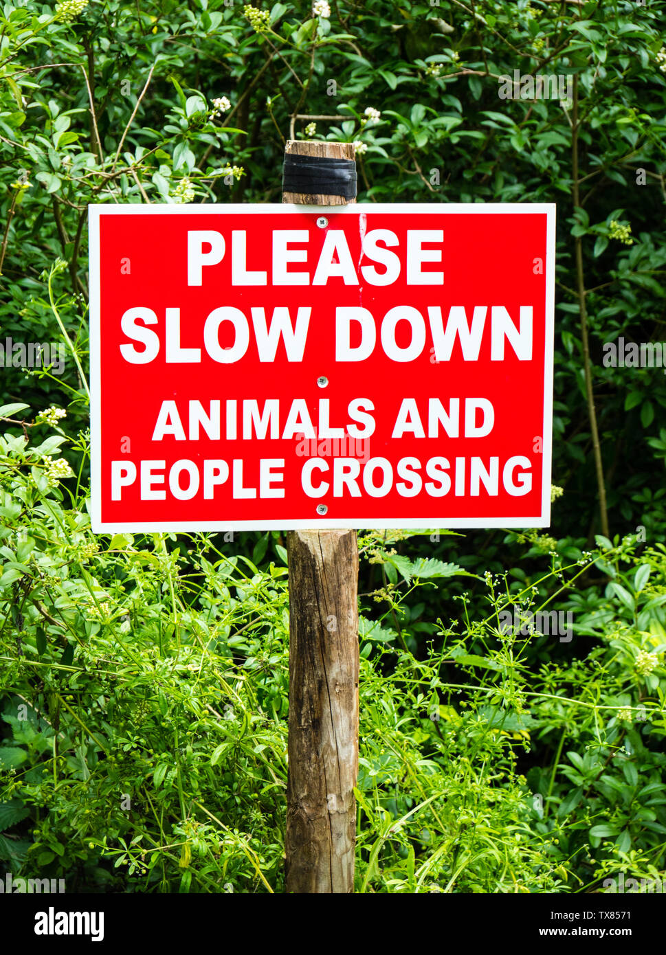 Please Slow Down, Animals and People Crossing, Sign, Streatley, Berkshire, England, UK, GB. Stock Photo