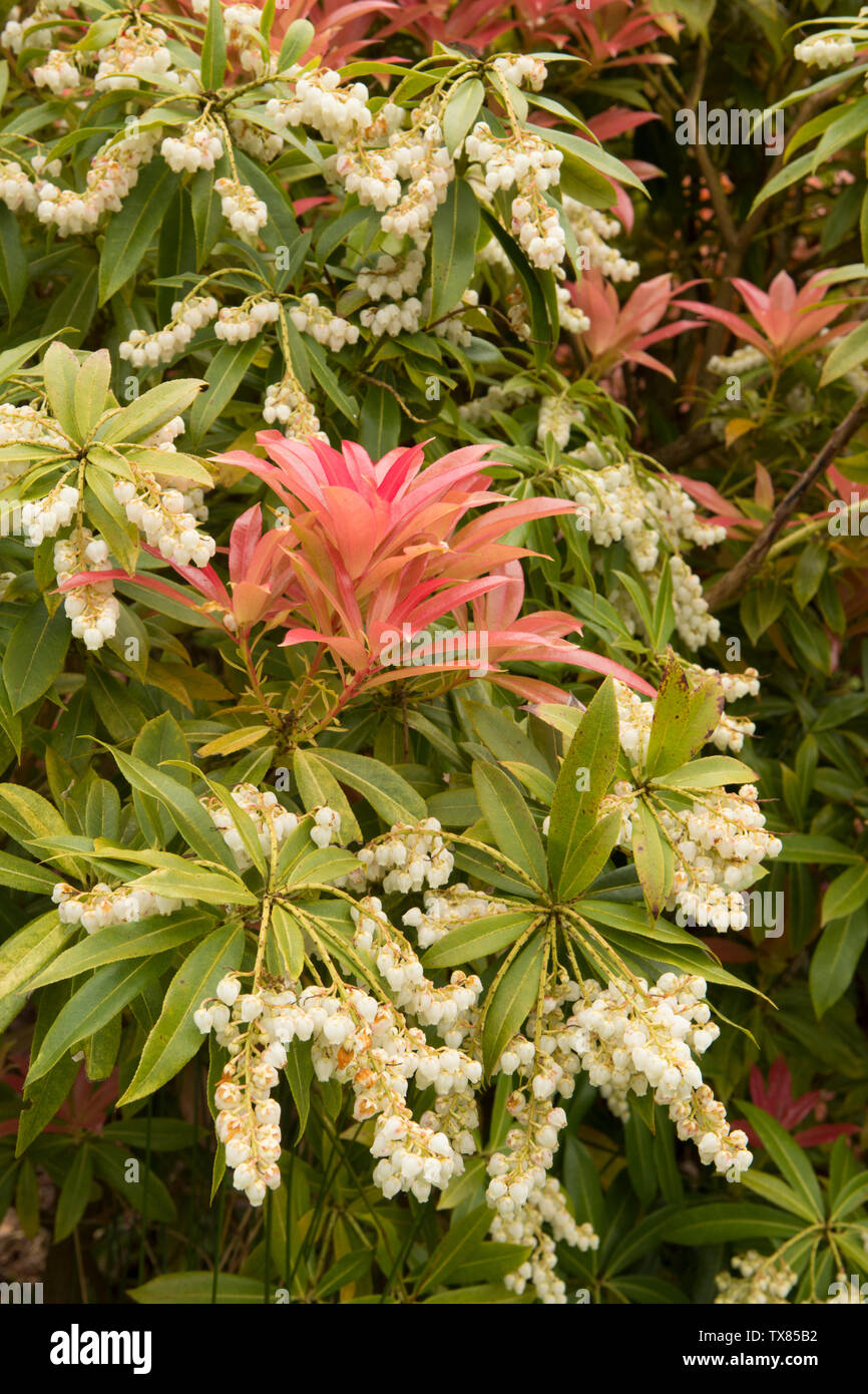 Pieris, Andromedas, Fetterbushes, detail of flowers and red leaves of new growth, May UK Stock Photo