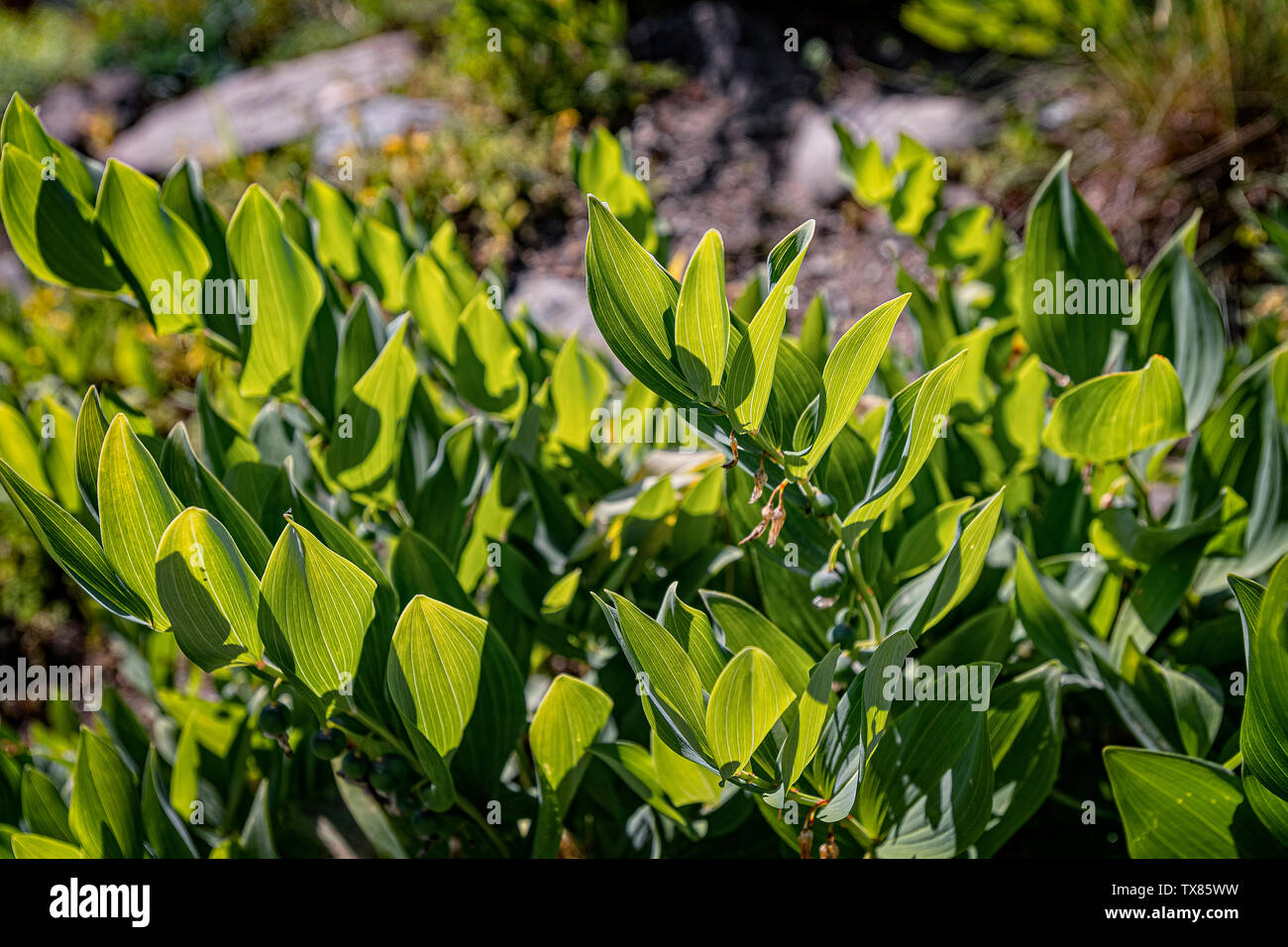 Italy Piedmont Turin Valentino botanical garden - Liliaceae -Polygonatum odoratum Stock Photo