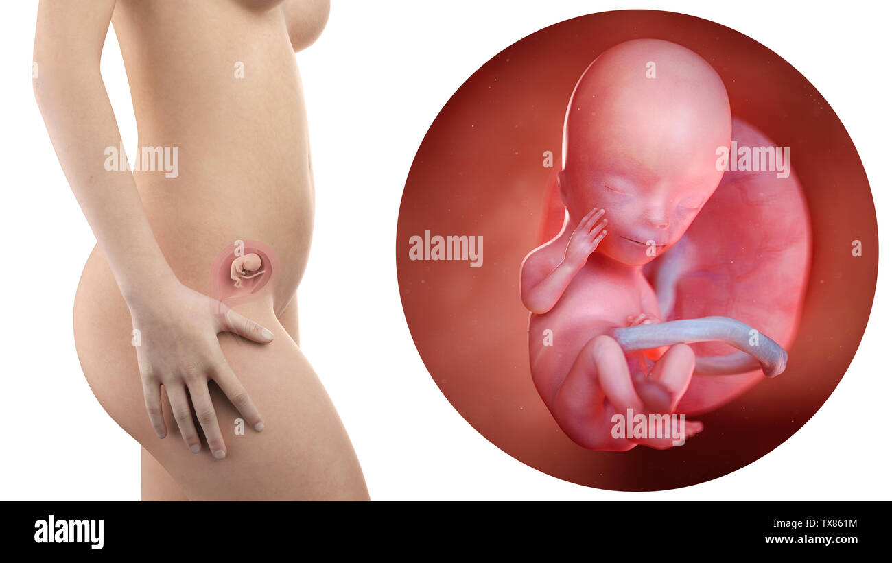 feto-humano-em-20-semanas-modelo-3d-turbosquid-1657910-sites-unimi-it