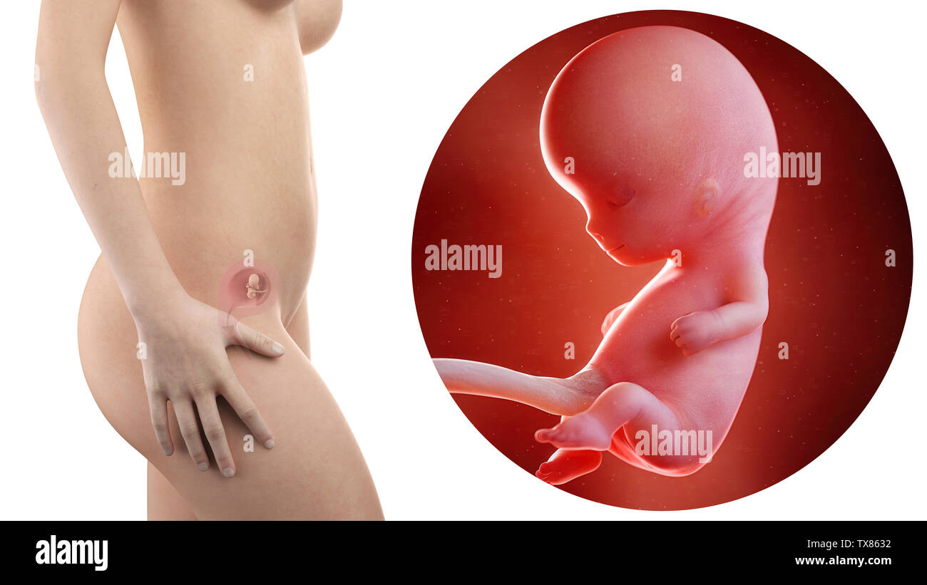 10 week embryo hi-res stock photography and images - Alamy