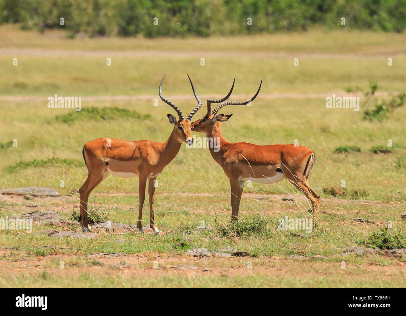 Two Impalas High Resolution Stock Photography And Images Alamy